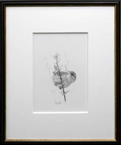 Wren and Spider | Colin Woolf