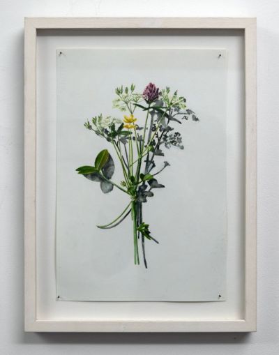 votive offering no.12, pink clover and dropwart by kirsty lorenz