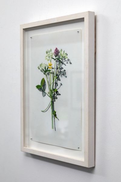 votive offering no.12, pink clover and dropwart by kirsty lorenz