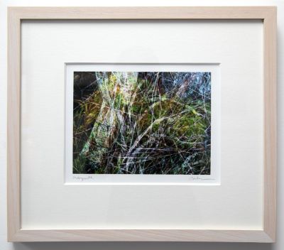 undergrowth by rhea banker