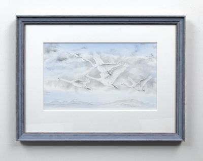 whooper swans in flight by colin woolf