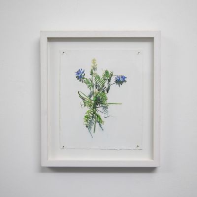 votive offering no.44, purple vetch by kirsty lorenz
