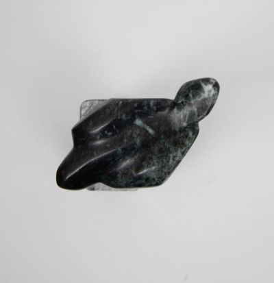 on the wing by siobhan morison