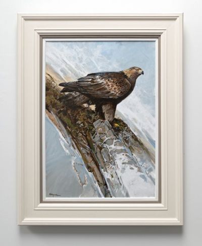 golden eagle by Alan B Hayman