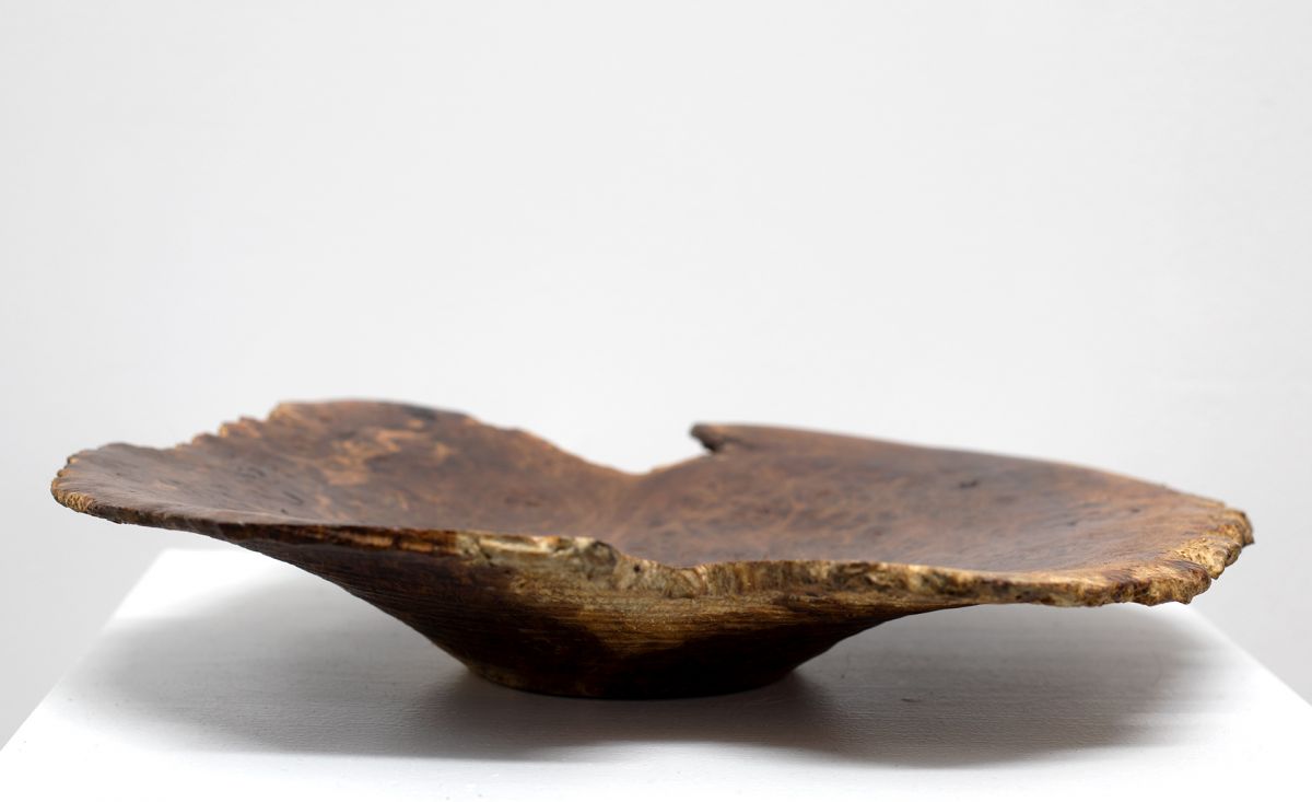 1894 Burr Oak from Acharn, Morvern | John Hodgson