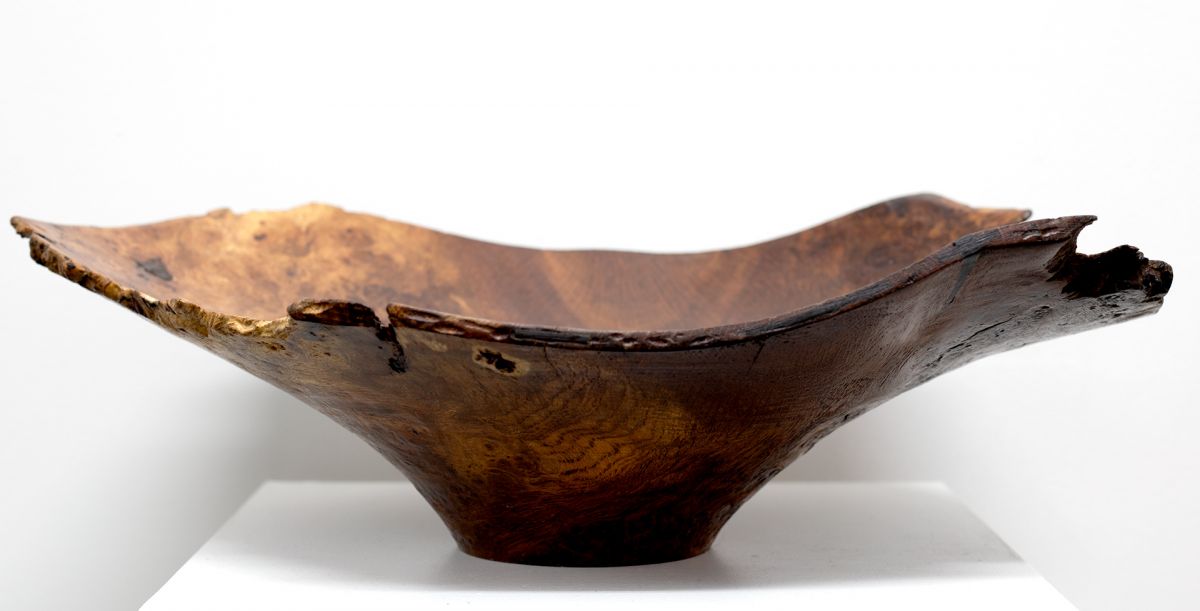 1893 Burr Oak from Morvern | John Hodgson