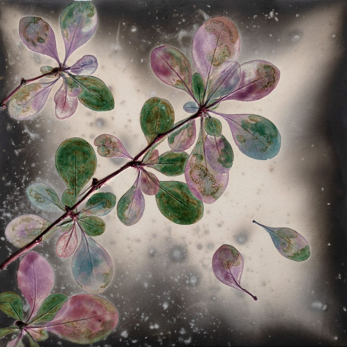 berberis light by helen michie