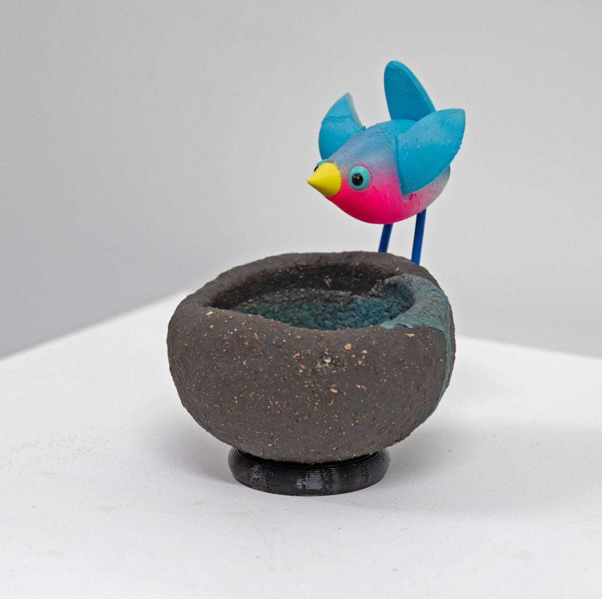 blue bird on black nest with open wings by Chris Barnes