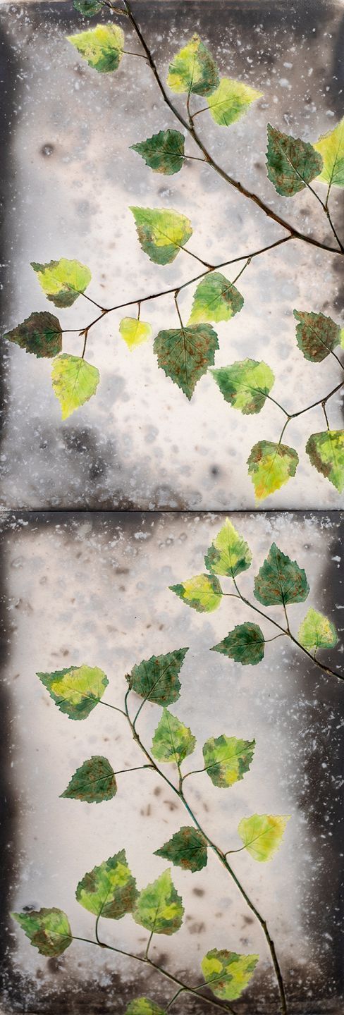 spring green birch | helen michie